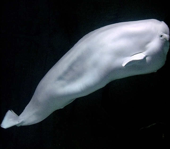Beluga